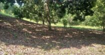 Vendo Lote, Cerca A Santa Fe De Antioquia