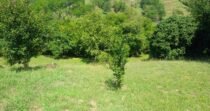 Vendo Lote, Cerca A Santa Fe De Antioquia