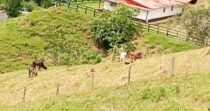 VENDO FINCA 50 HECTAREAS AGROINDUSTRIAL  EN YOLOMBO ANTIOQUIA