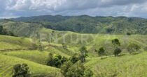 VENDO FINCA 50 HECTAREAS AGROINDUSTRIAL  EN YOLOMBO ANTIOQUIA